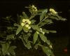 image of Umbellularia californica