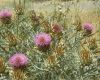 image of Cynara cardunculus