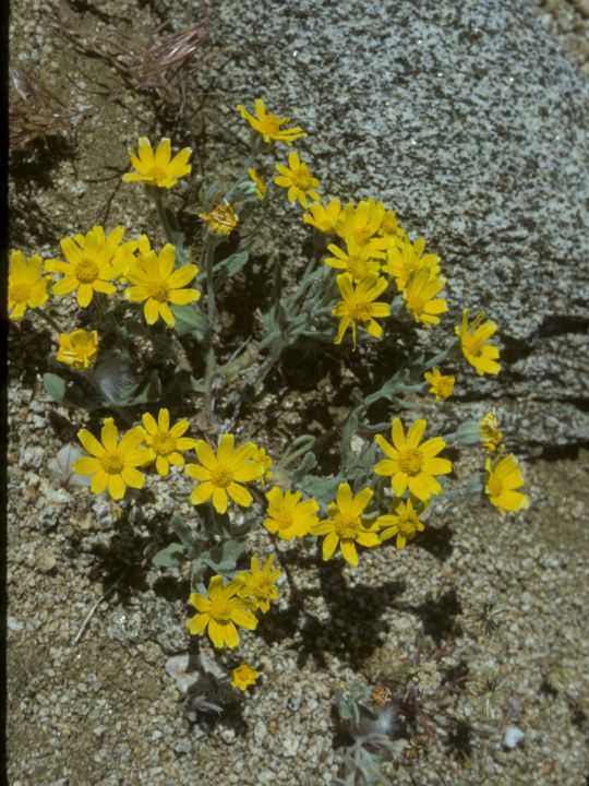 Asteraceae Eriophyllum ambiguum