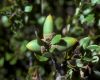 image of Quercus pacifica