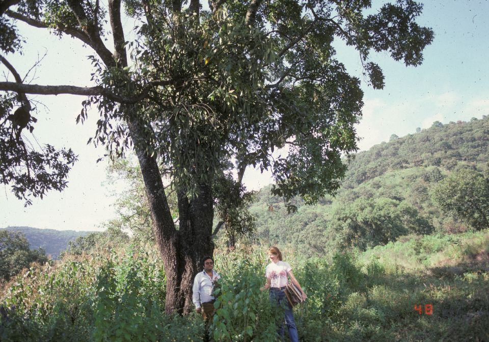 Fagaceae Quercus conspersa