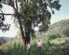 image of Quercus conspersa