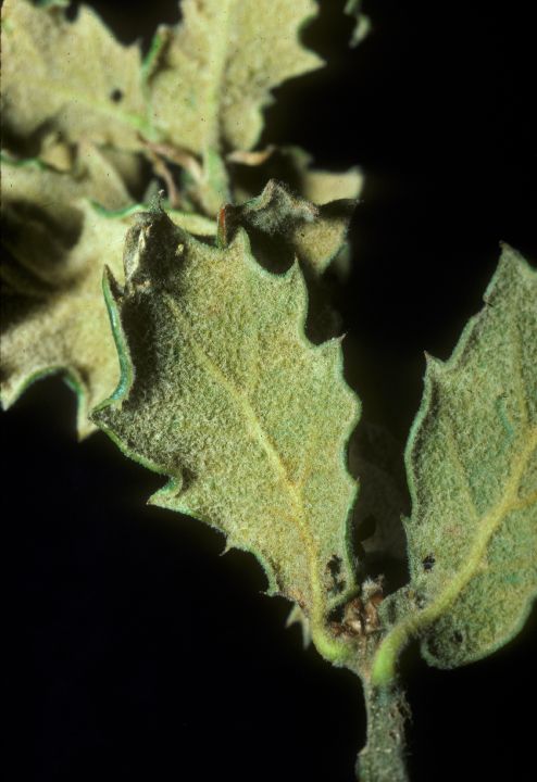 Fagaceae Quercus hypoxantha
