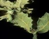 image of Quercus hypoxantha
