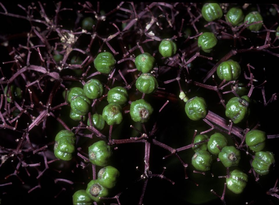 Adoxaceae Sambucus canadensis