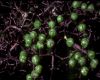 image of Sambucus canadensis