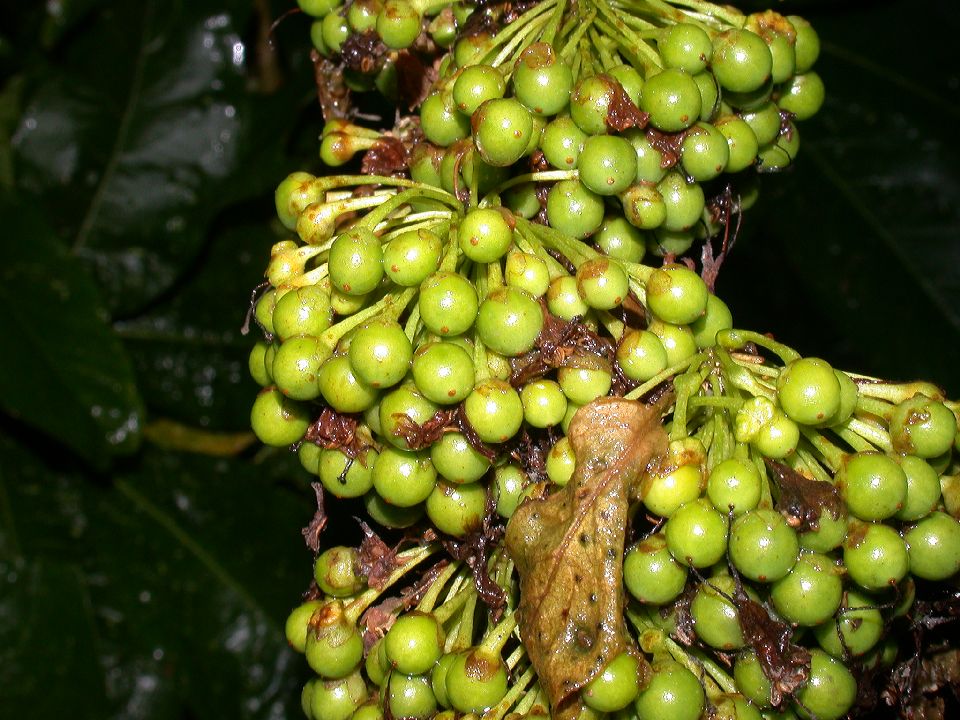 Solanaceae Acnistus arborescens
