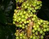 image of Acnistus arborescens