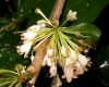 image of Acnistus arborescens