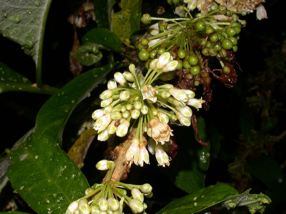 Solanaceae Acnistus arborescens