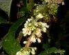 image of Acnistus arborescens