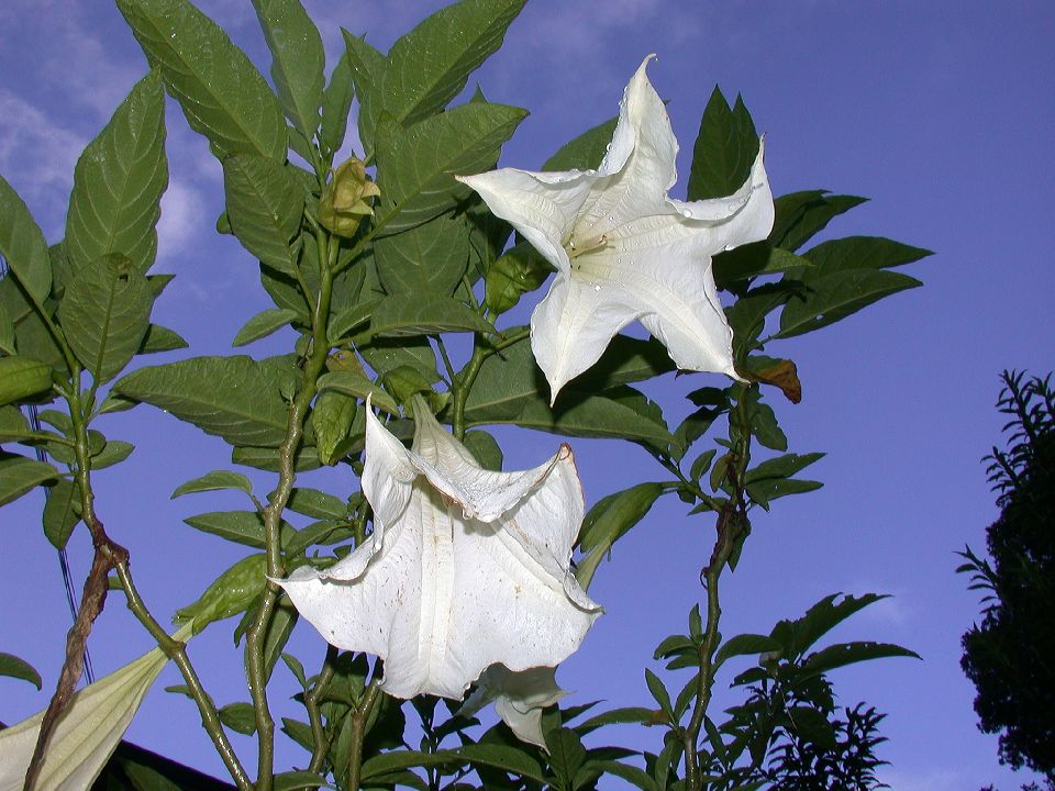Solanaceae Brugmansia versicolor