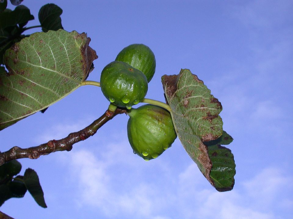 Moraceae Ficus carica