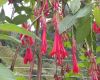 image of Fuchsia 