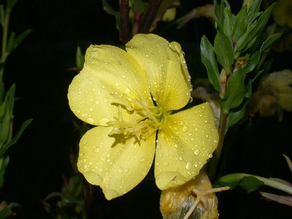Onagraceae Oenothera 