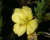 image of Oenothera 