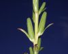 image of Oenothera 