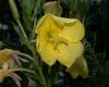 image of Oenothera 