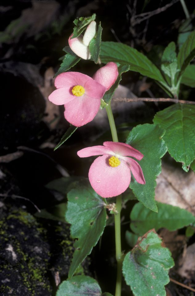 Begoniaceae Begonia 