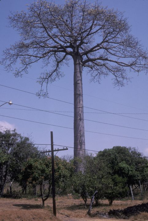 Bombacaceae Ceiba pentandra