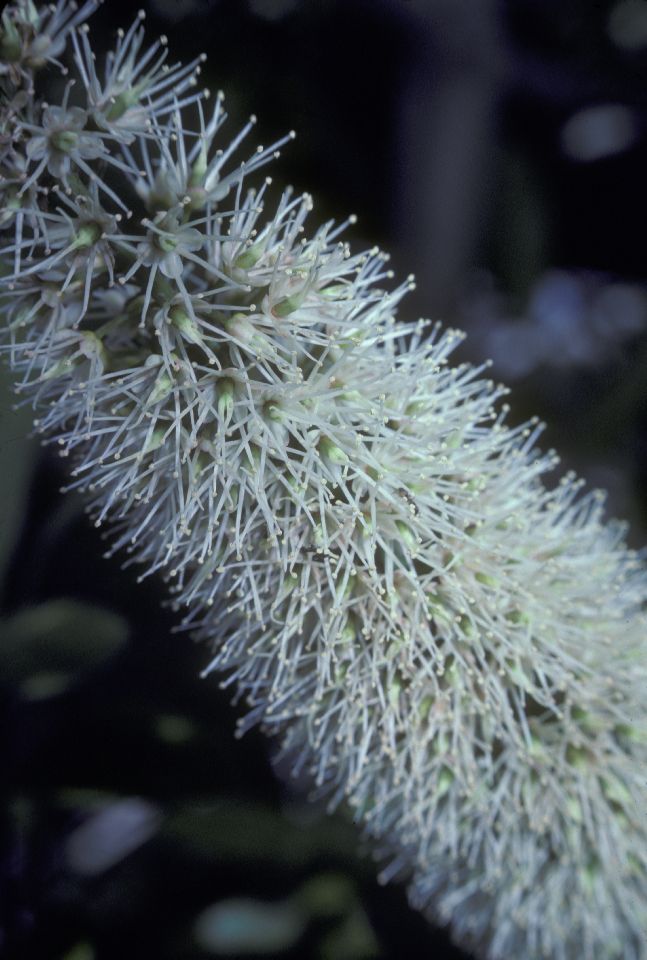 Cunoniaceae Cunonia capensis