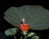 image of Malvaviscus drummondii