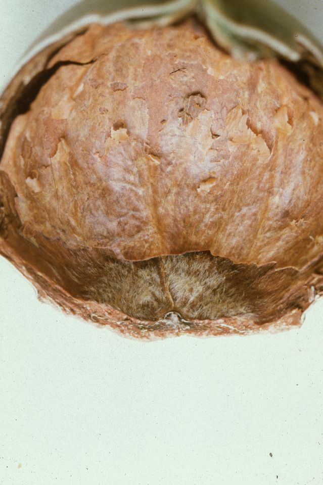 Fagaceae Quercus macrocarpa