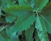 image of Quercus muhlenbergii