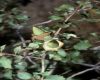 image of Quercus palmeri