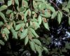 image of Ostrya virginiana