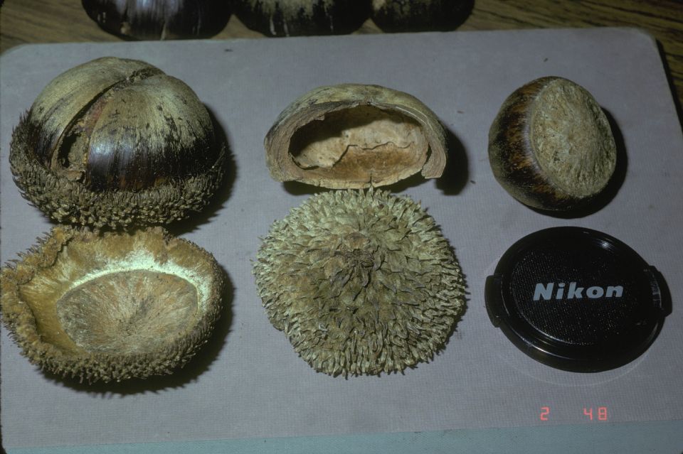 Fagaceae Quercus insignis