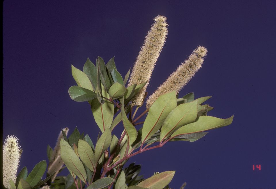 Cunoniaceae Cunonia capensis