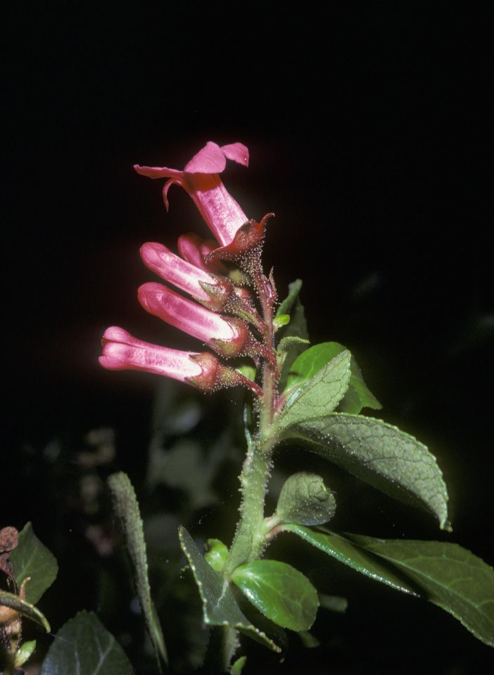 Escalloniaceae Escallonia 