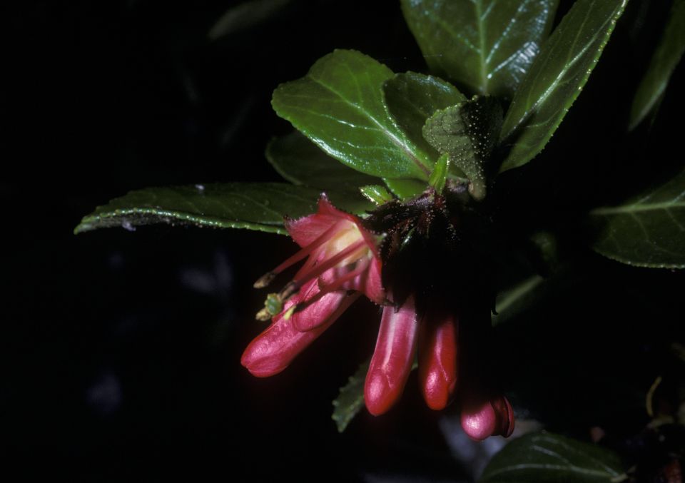 Escalloniaceae Escallonia 