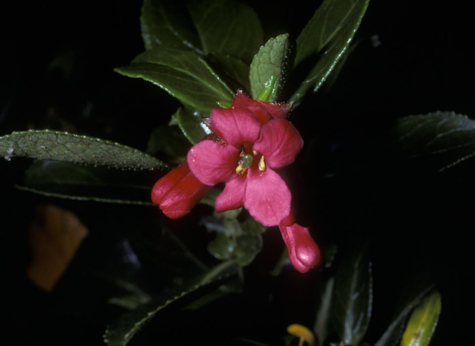 Escalloniaceae Escallonia 