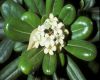 image of Pittosporum tobira