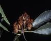 image of Pittosporum undulatum