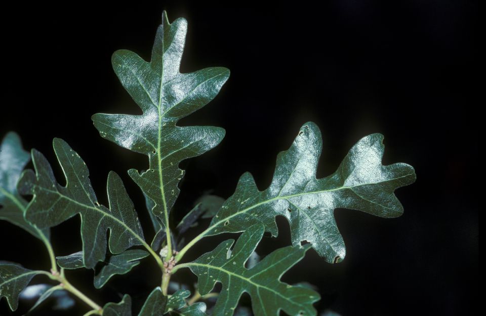 Fagaceae Quercus gambelii