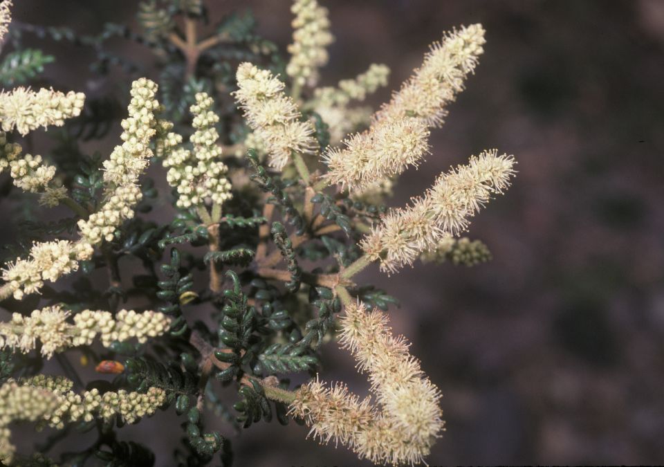 Cunoniaceae Weinmannia 