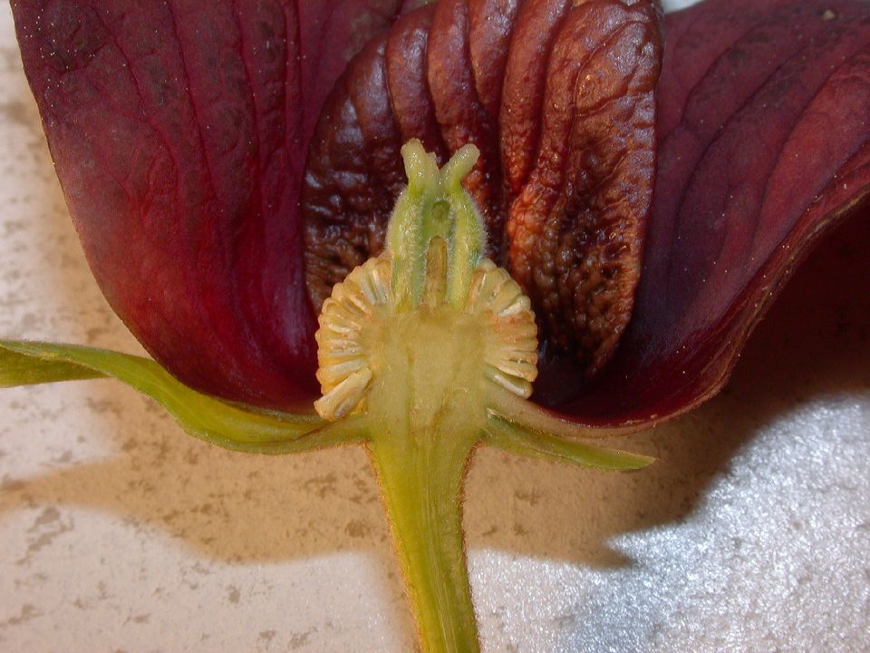 Annonaceae Asimina triloba