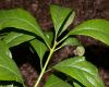 image of Chionanthus virginicus