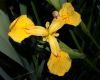 image of Iris pseudacorus