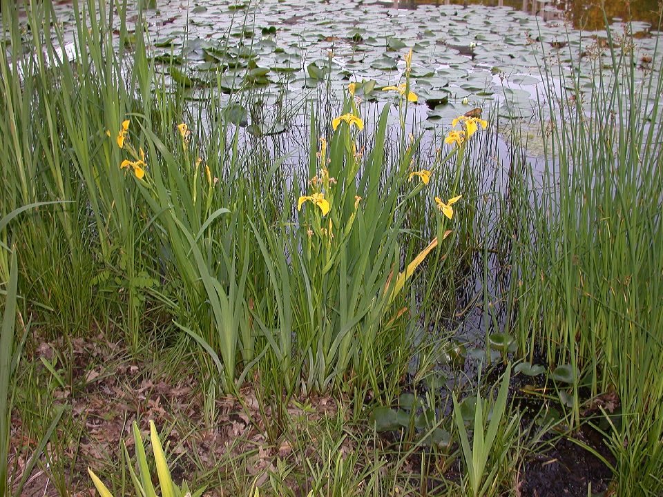 Iridaceae Iris pseudacorus