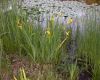 image of Iris pseudacorus