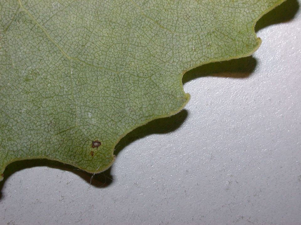 Salicaceae Populus deltoides