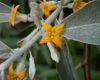 image of Elaeagnus angustifolia