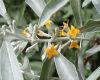 image of Elaeagnus angustifolia