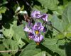 image of Solanum dulcamara