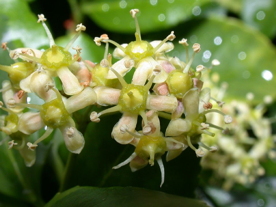 Celastraceae Euonymus fortunei