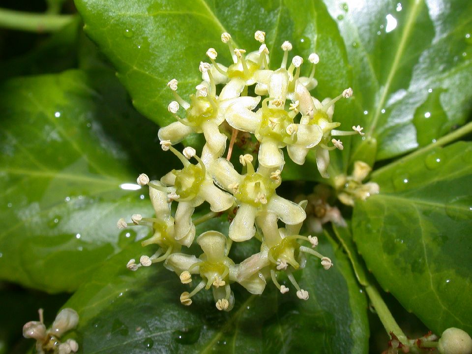 Celastraceae Euonymus fortunei